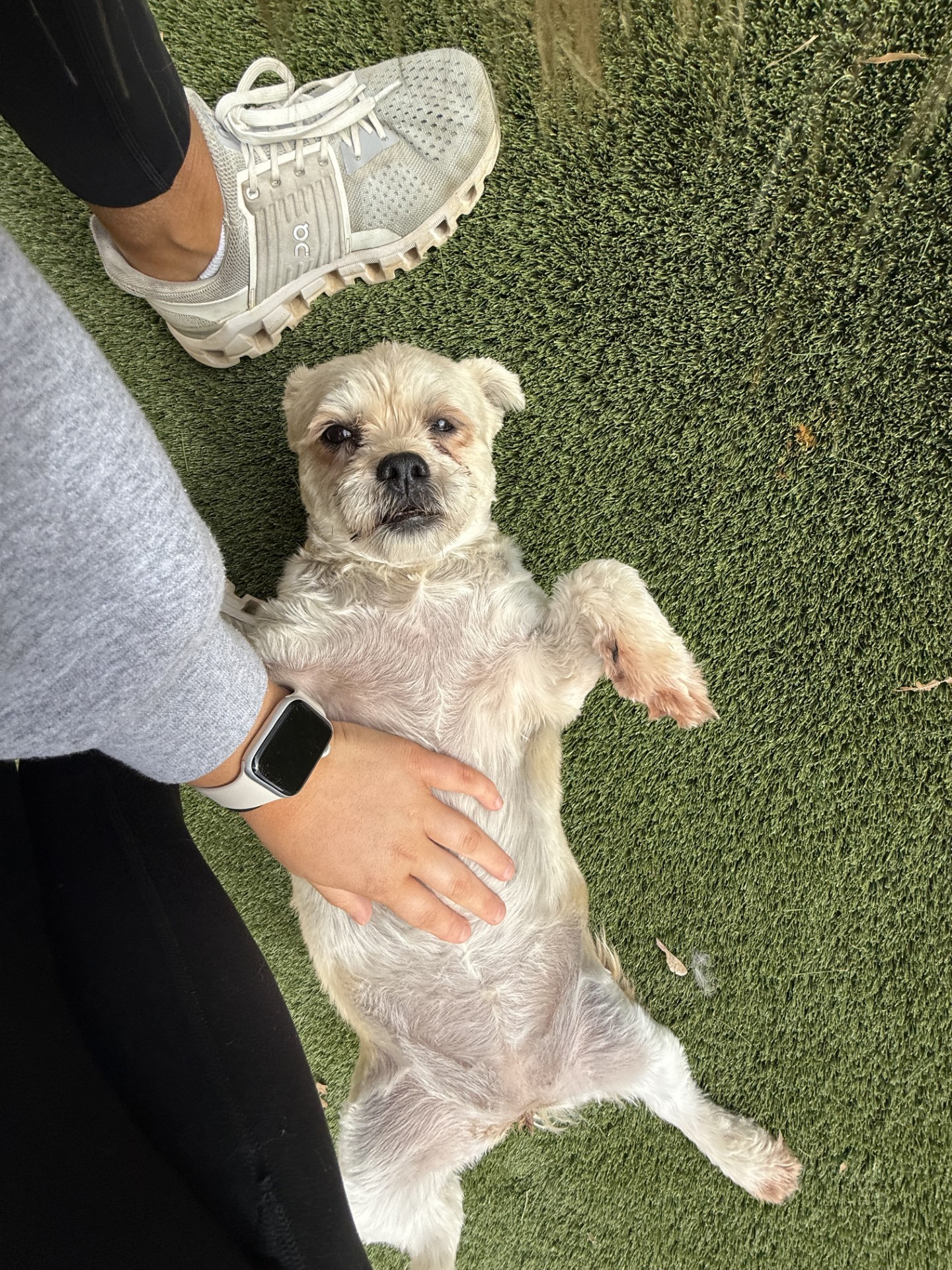 Dog laying on couch for dog grooming services